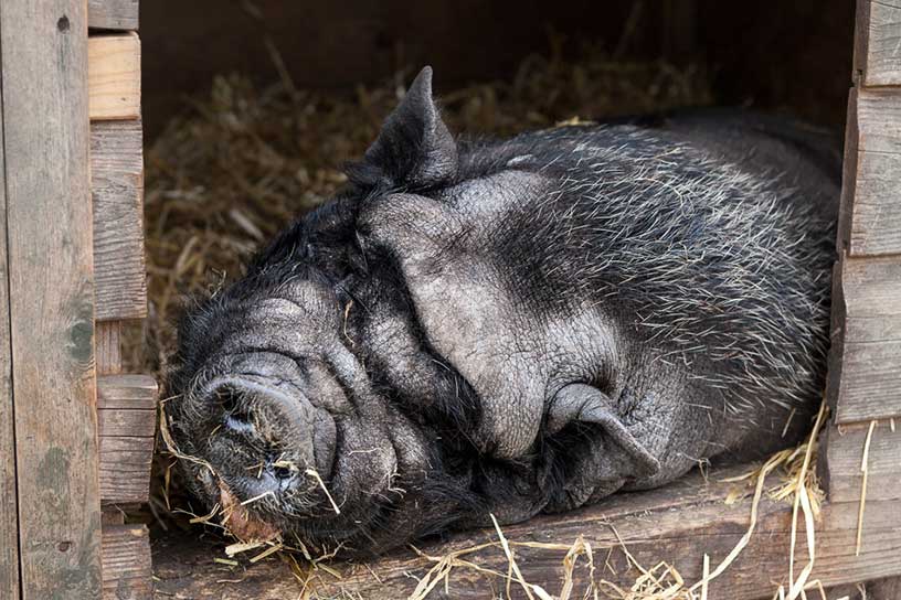 Liggend hangbuikvarken in hok